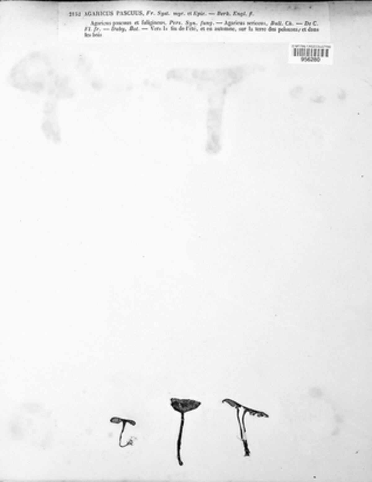 Entoloma pascuum image